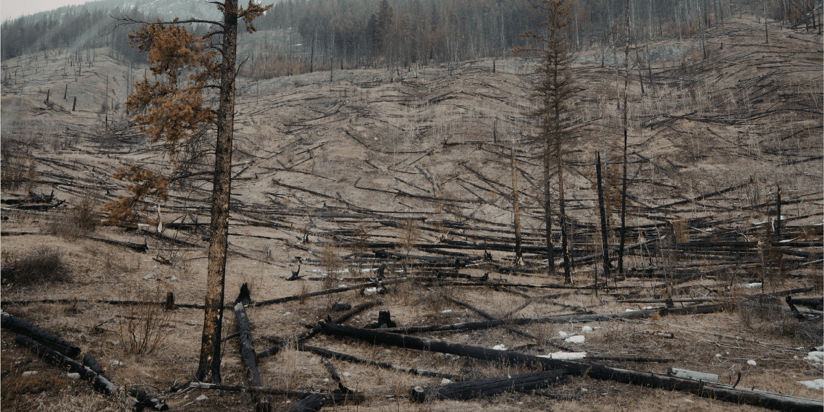 Texas Confronts Escalating Wildfire Threat as Panhandle Blazes Burn Thousands of Acres