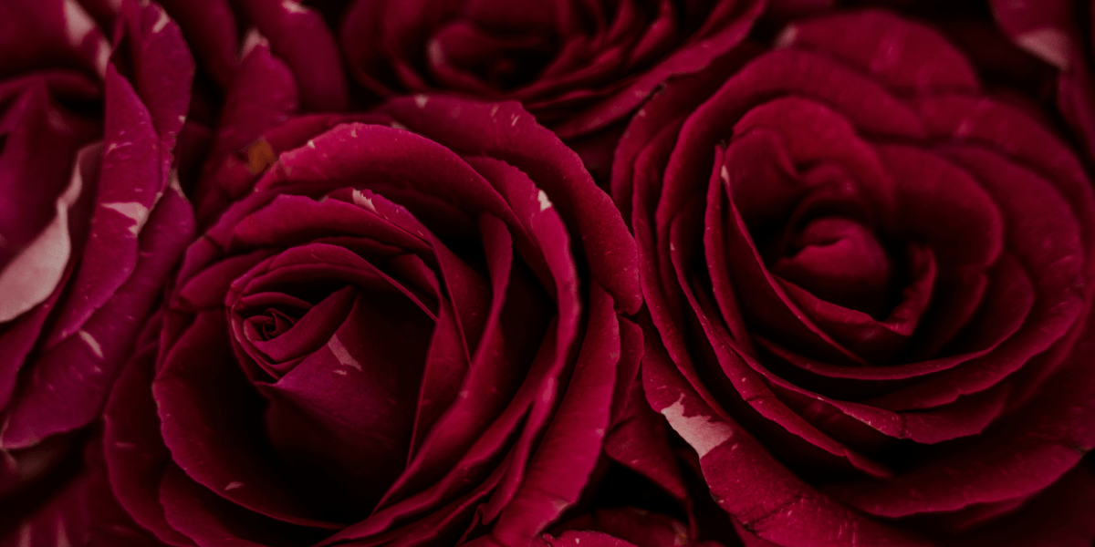Massive Cocaine Seizure at Texas-Mexico Border: U.S. Customs Uncovers $6.9 Million in Drugs Hidden in Valentine’s Roses