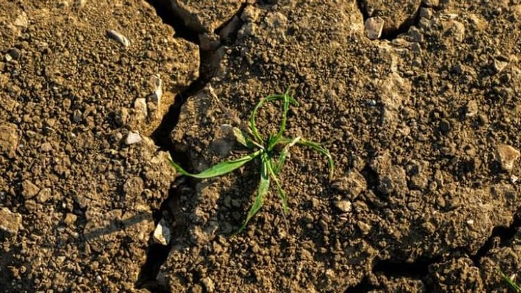 Crack soil