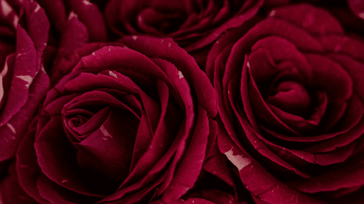 Massive Cocaine Seizure at Texas-Mexico Border: U.S. Customs Uncovers $6.9 Million in Drugs Hidden in Valentine’s Roses