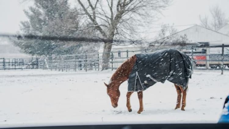 Horsey