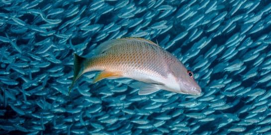 Isda