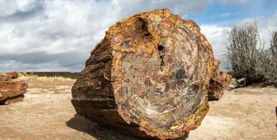 Log
