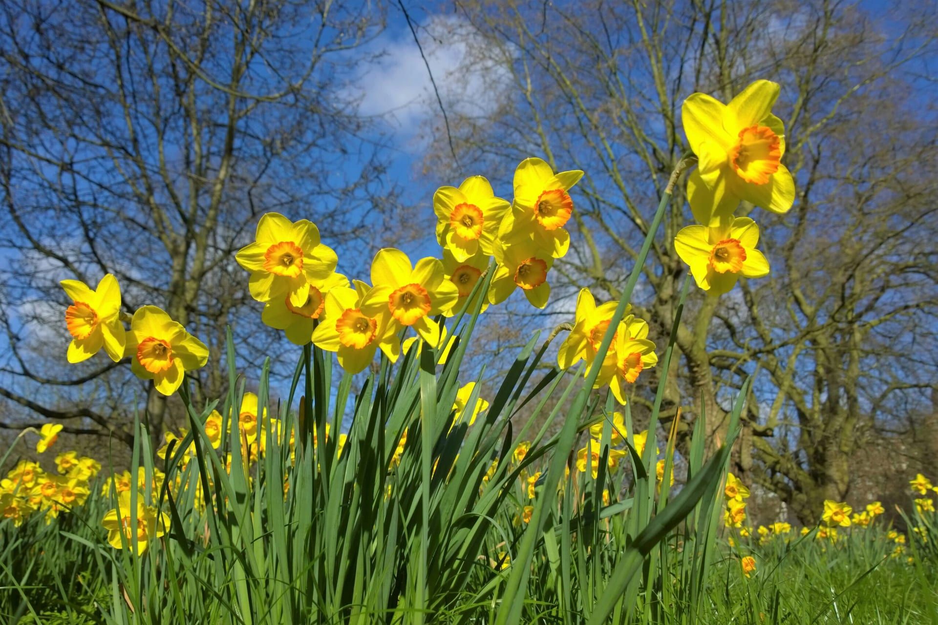 St. David’s Day: A Celebration of Welsh Culture and Heritage