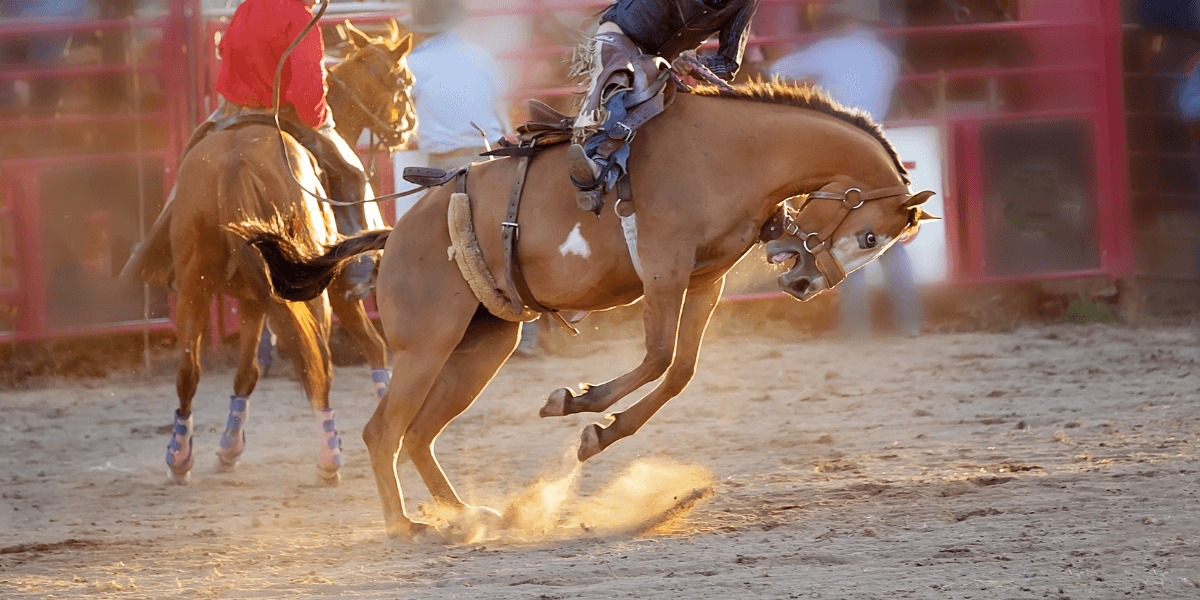 San Antonio Hosts Annual Stock Show & Rodeo