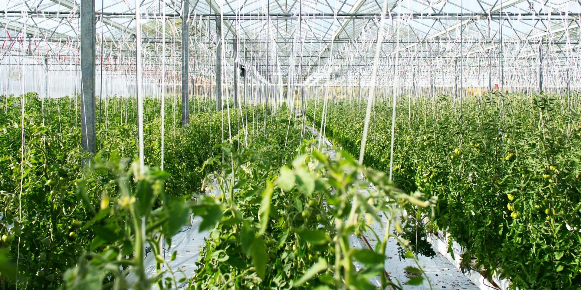 Sprouts Farmers Market to Become Anchor in Boerne’s Commercial Boom