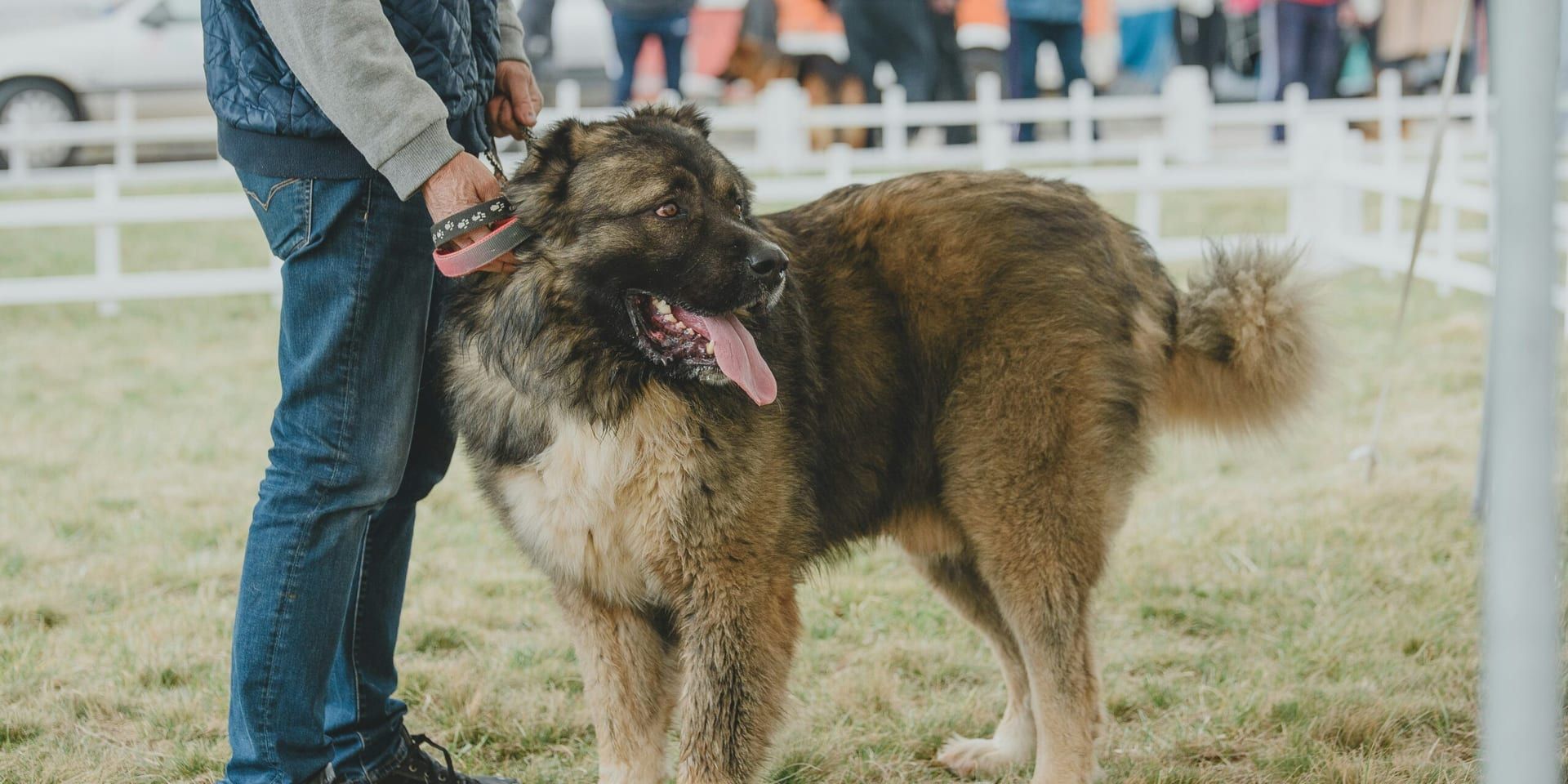 Sesquicentennial Westminster Kennel Club Dog Show Kicks Off in New York