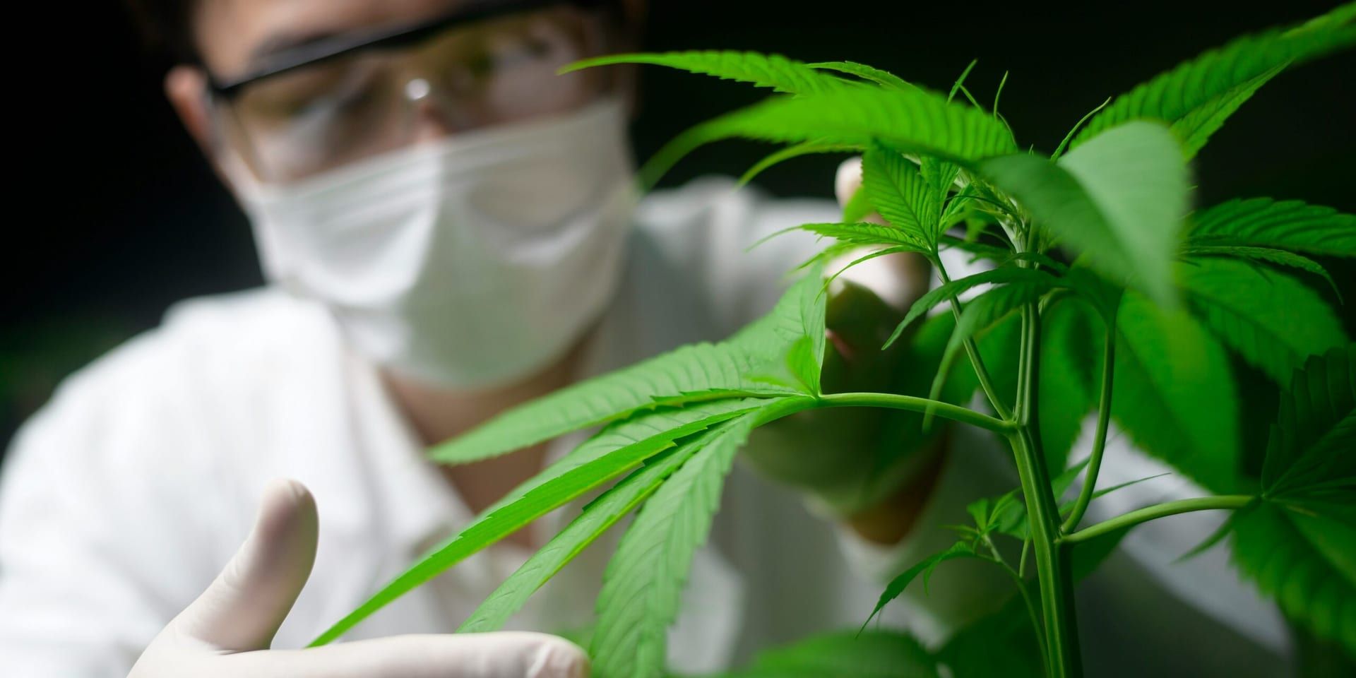Texas Medical Cannabis Program Sees Largest Expansion to Date