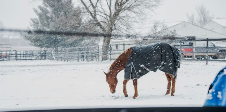 Horsey