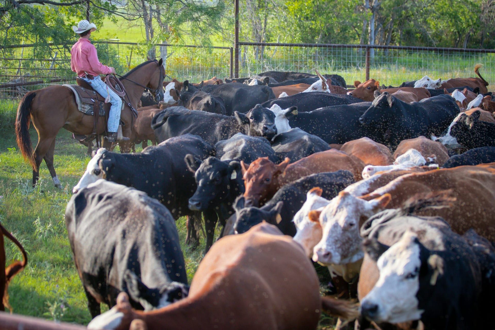 Texas Enacts Temporary Ban on Lab-Grown Meat to Safeguard Traditional Livestock Industry