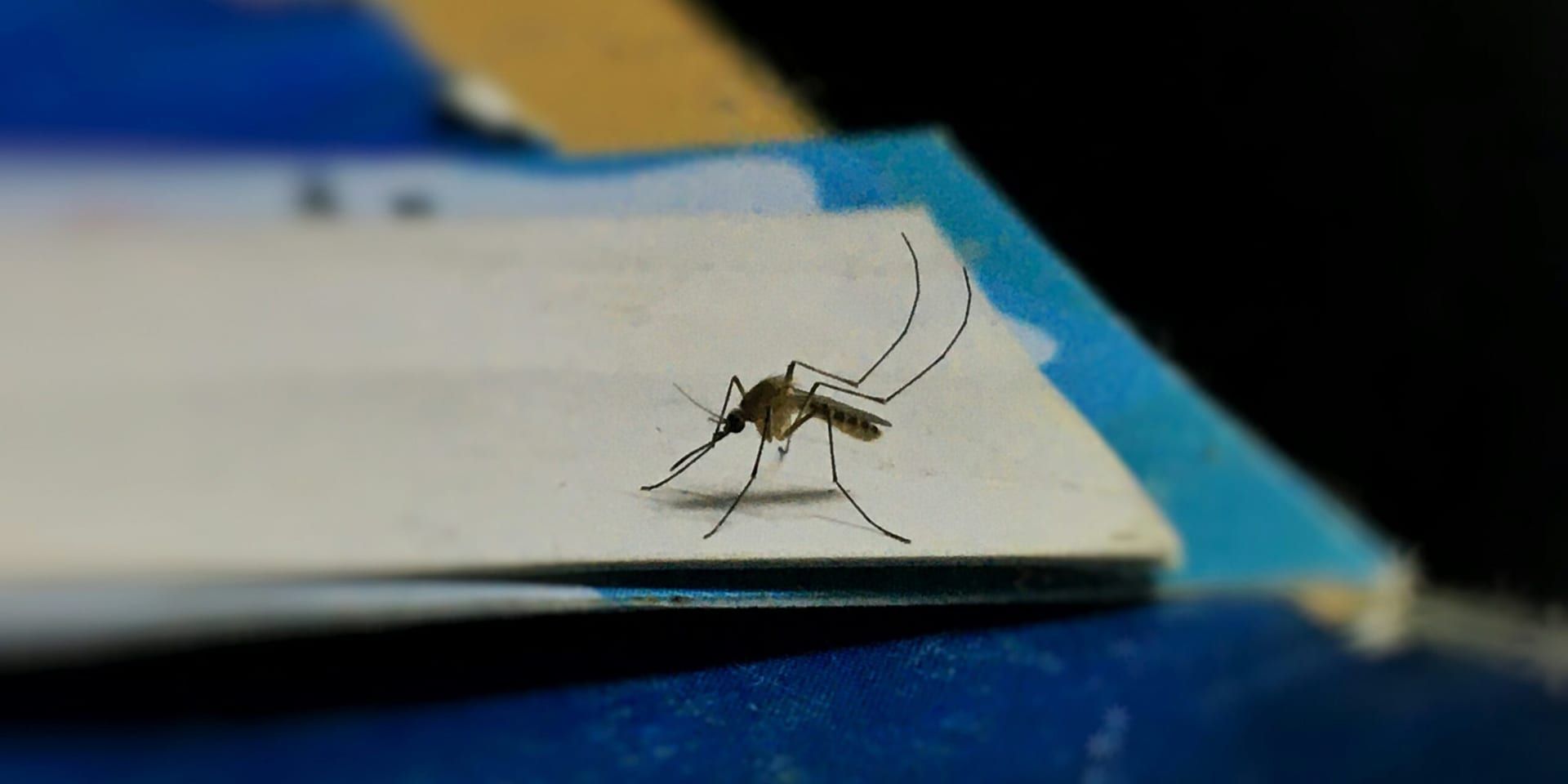 West Nile Virus Mosquito Sample Found in San Antonio on August 4