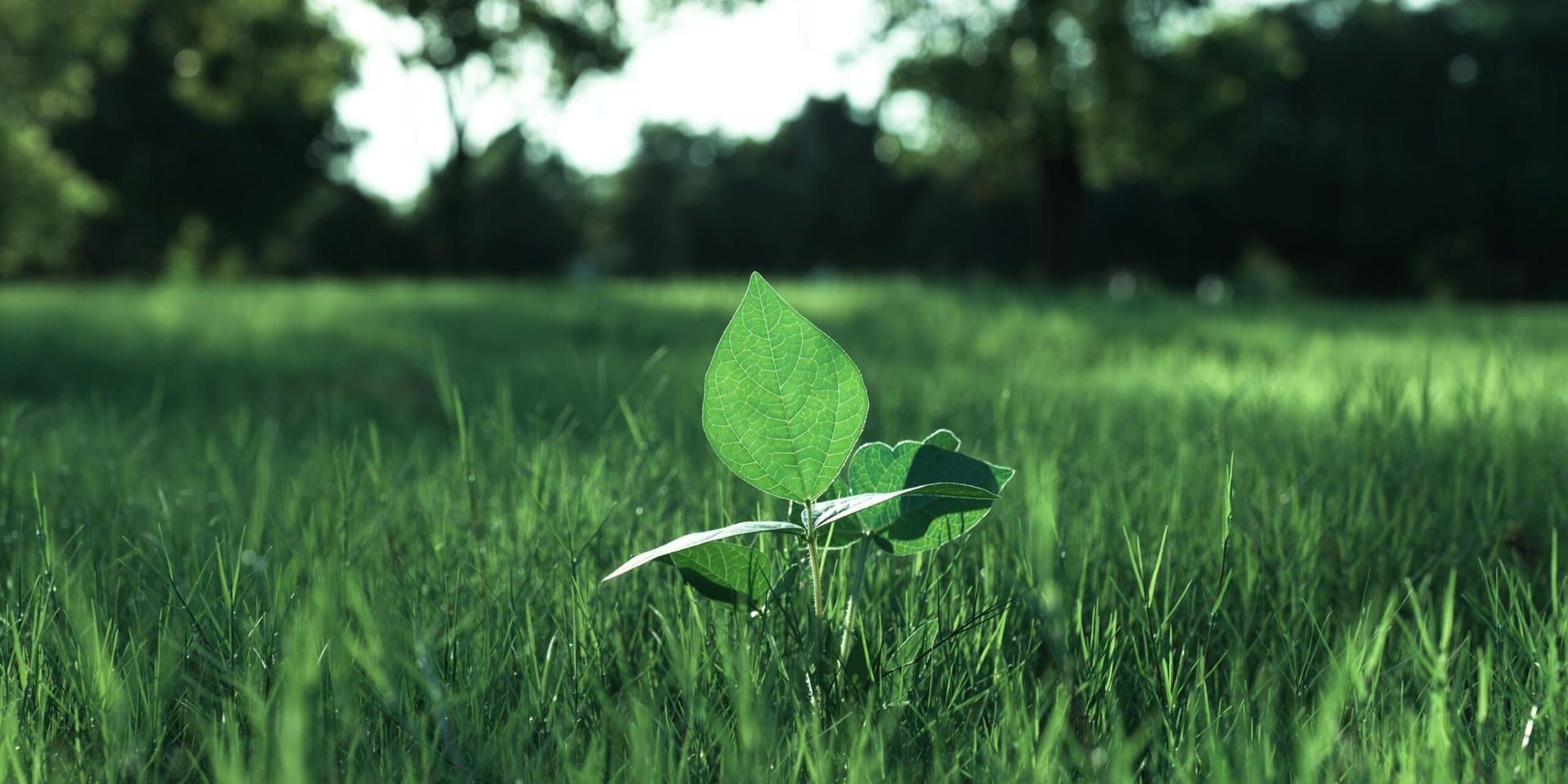 Austin’s Tech Scene Booms with New Investment in Green Technology Startups
